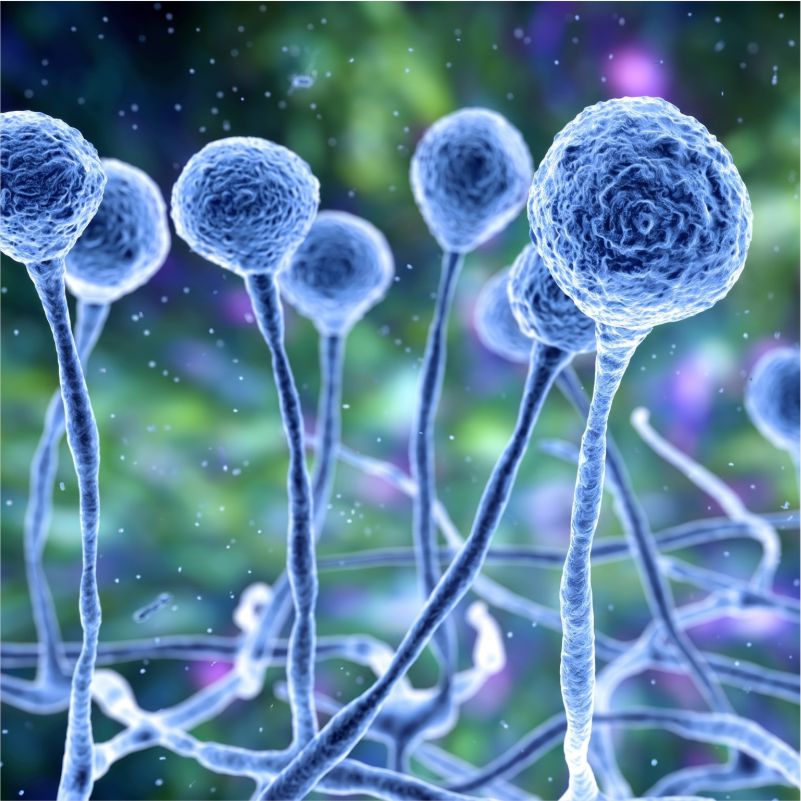 ANTI FUNGAL ANTI ALLERGIC DIVISION